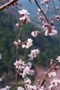 Mountain Peach flower Royalty Free Stock Photo