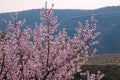 Mountain peach flower Royalty Free Stock Photo