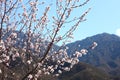 Mountain peach flowers Royalty Free Stock Photo