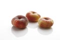 Mountain Peaches (Prunus persica var. platycarpa)