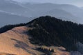 Mountain peak covered with coniferous forest in cold light