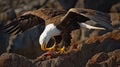 On a mountain peak, a fierce eagle rips into meat with powerful talons, eyes keen, predatory prowess