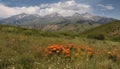 Mountain peak majestically rises above wildflower meadow in summer landscape generated by AI Royalty Free Stock Photo