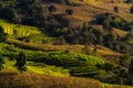 Mountain peaks landscape , Pah Pong Piang in maejam chiangmai, Paddy Royalty Free Stock Photo