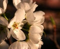 Mountain pear flower