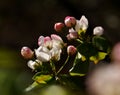 Mountain pear flower