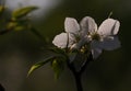 Mountain pear flower