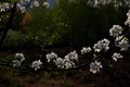 Mountain pear flower