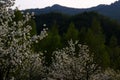 Mountain pear flower