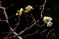 Mountain pear flower