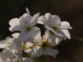 Mountain pear flower