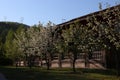 Mountain pear flower