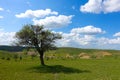 mountain pear tree, wild mountain pear tree