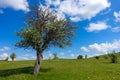 mountain pear tree, wild mountain pear tree