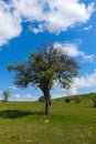 mountain pear tree, wild mountain pear tree