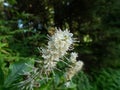 The Mountain pepper bush (Clethra acuminata) flowering with racemes of bell-shaped white flowers in the park in summer