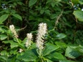 The Mountain pepper bush (Clethra acuminata) flowering with racemes of bell-shaped white flowers in the park in summer