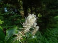 The Mountain pepper bush (Clethra acuminata) flowering with racemes of bell-shaped white flowers in the park in summer