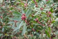 Tasmanian pepperberry Tasmannia lanceolata, red buds on twigs