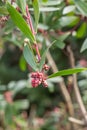Tasmanian pepperberry Tasmannia lanceolata, red buds