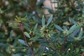 Mountain pepper, Tasmannia lanceolate, 3.