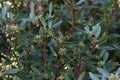 Mountain pepper, Tasmannia lanceolate, 4.