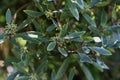 Mountain pepper, Tasmannia lanceolate, 6.
