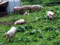 Mountain pig farm at the foot of Alpstein mountain range