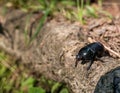 Mountain pine beetle in the Bucegi mountains, Romania