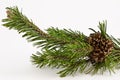 Mountain pine branch