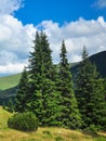 Mountain pine bush growing near a spruce tree Royalty Free Stock Photo