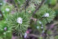 Mountain pine. A close-up view Royalty Free Stock Photo