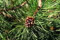 Mountain pine closeup. Needles and buds. Beautiful natural backg