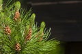 Mountain pine closeup Royalty Free Stock Photo