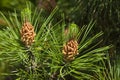 mountain pine closeup Royalty Free Stock Photo