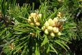 Mountain pine Royalty Free Stock Photo