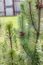 Mountain pine (Pinus mugo) Royalty Free Stock Photo