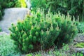 Mountain pine (Pinus mugo). Garden Royalty Free Stock Photo