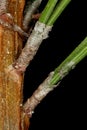 Mountain Pine (Pinus mugo). Leaf Fascicle Sheath Closeup