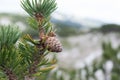 Mountain pine (Pinus mugo) Royalty Free Stock Photo