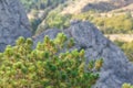 With mountain pine processionary nest in the mountains Royalty Free Stock Photo