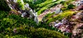 Mountain pine and shrubs growing on rocks Royalty Free Stock Photo