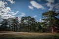 Roud into mountain pine forest.