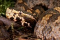 Mountain pitviper Royalty Free Stock Photo