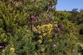 Mountain plants and flowers near Poas Volcano, Costa Rica Royalty Free Stock Photo