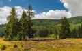 Mountain plateau vegetation on a summer day