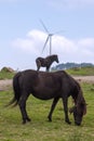 Mountain pony mare and foal grazing with a windmill in the background. Royalty Free Stock Photo