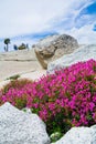 Mountain Pride Blossom Royalty Free Stock Photo