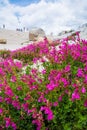 Mountain pride flowers in Bloom Royalty Free Stock Photo