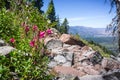 Mountain pride Penstemon newberryi wildflowers growing on the side of a hiking trail, Siskiyou County, Northern California Royalty Free Stock Photo